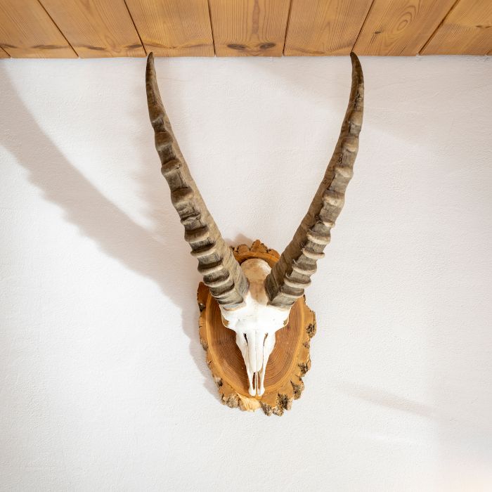 Ferienwohnung Chasa Sulai Sent FEWOlution