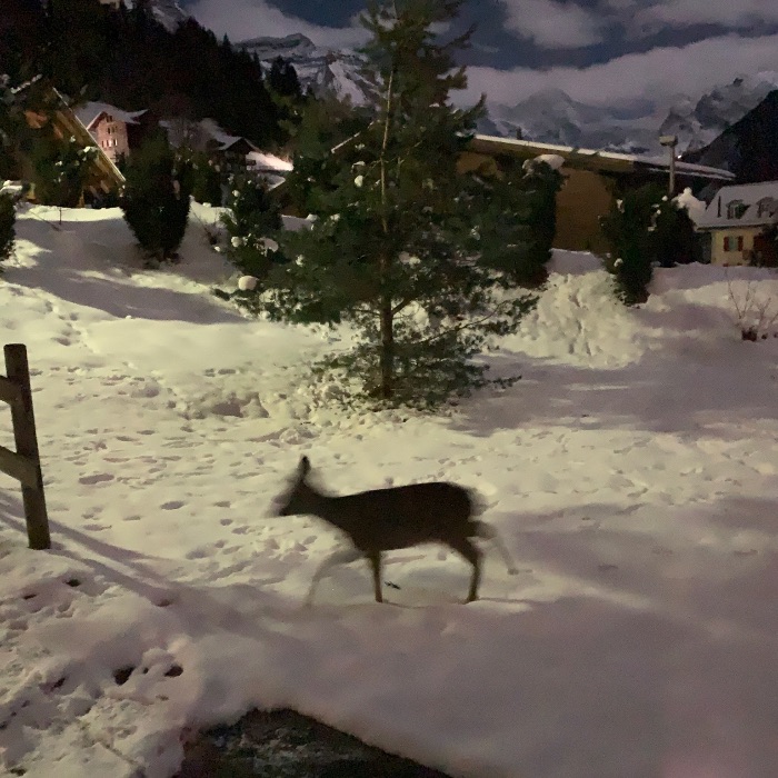 Ferienwohnung Chalet Schluecht Wengen FEWOlution