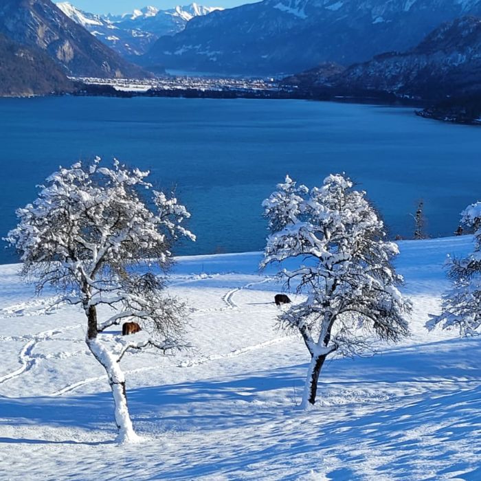 Ferienwohnung Traumblick Krattigen Krattigen FEWOlution