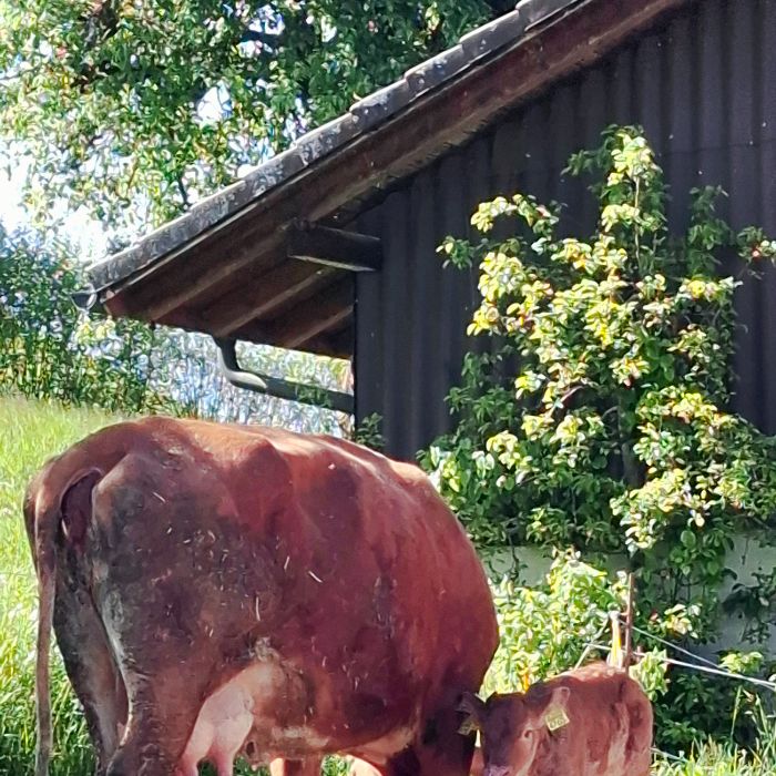 Ferienwohnung Open Barn-Nature Höllhof Adven Kriens FEWOlution