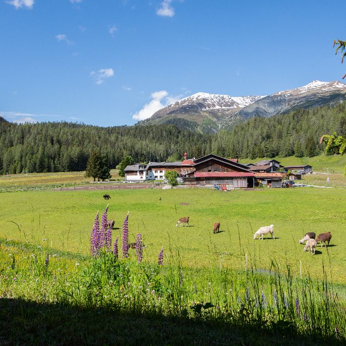 FEWOlution Ferienwohnung Chalet Laret Davos