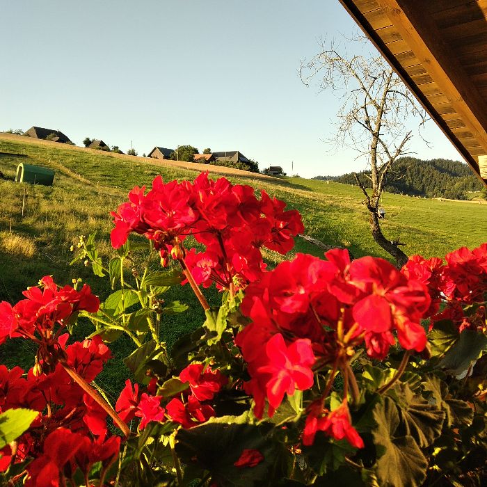 Ferienwohnung Katzbach Langnau im Emmental FEWOlution